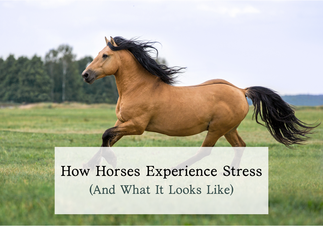 2. How Horses Experience Stress (And What It Looks Like)