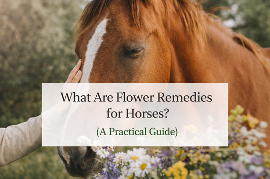 1. What Are Flower Remedies for Horses? (A Practical Guide)