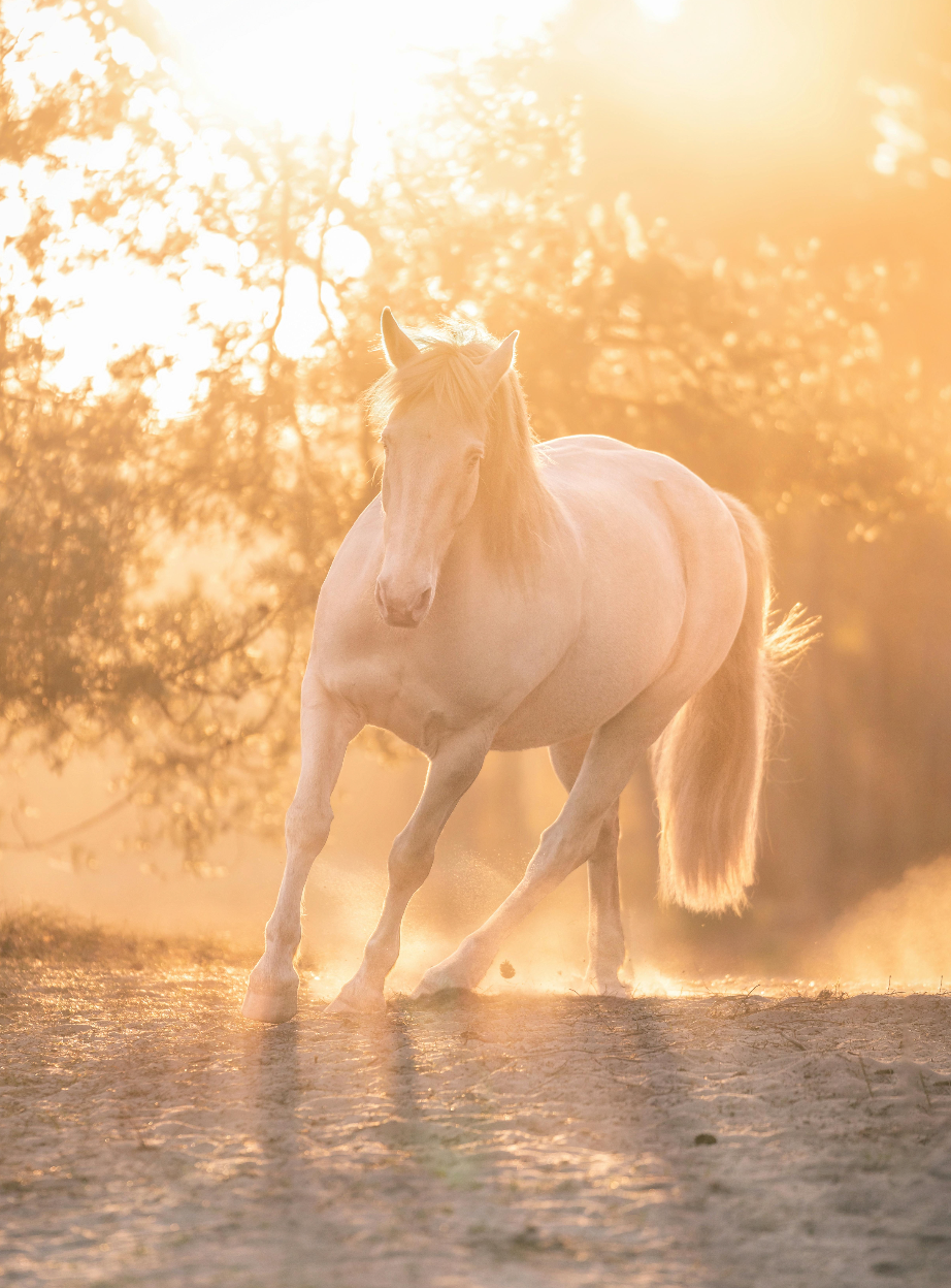 Change & Transitions