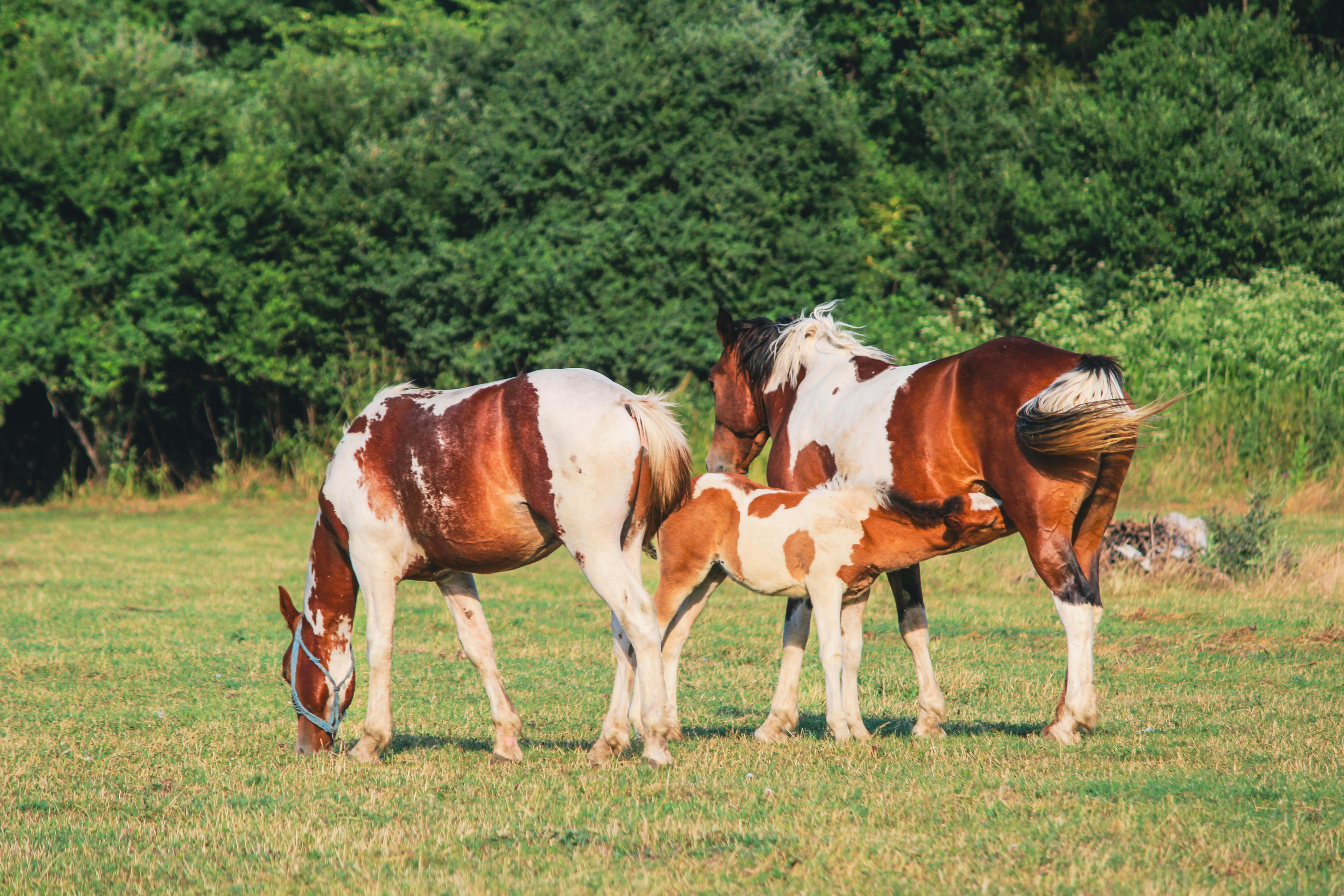 Herd & Relationship Dynamics